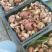 云南野生菌牛肝菌大量上市品种多多欢迎来电订购