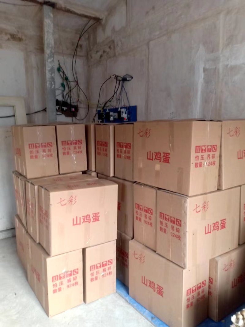 新鲜山鸡蛋野鸡蛋大量现货供应