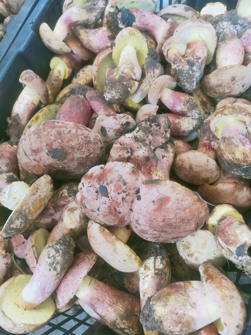 云南野生菌牛肝菌大量上市品种多多欢迎来电订购