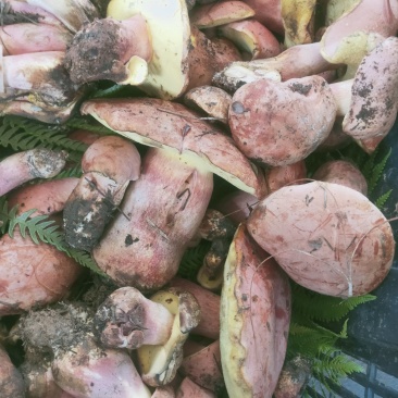 云南野生菌牛肝菌大量上市品种多多欢迎来电订购