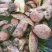 云南野生菌牛肝菌大量上市品种多多欢迎来电订购