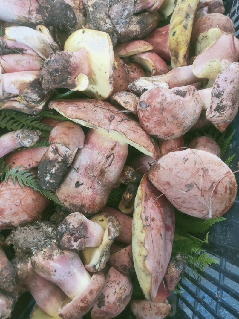 云南野生菌牛肝菌大量上市品种多多欢迎来电订购