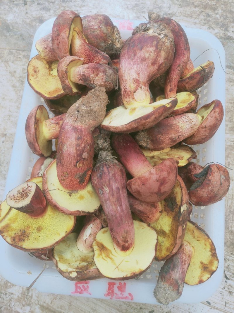 云南野生菌牛肝菌大量上市品种多多欢迎来电订购