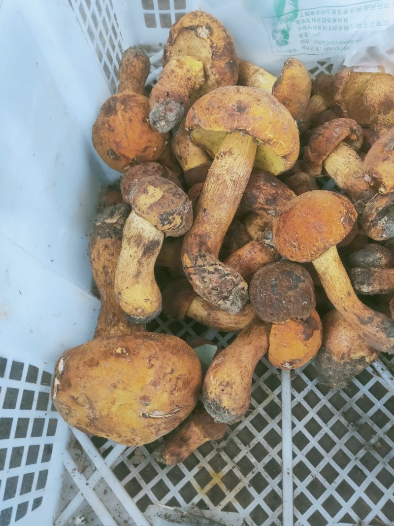 云南野生菌牛肝菌大量上市品种多多欢迎来电订购