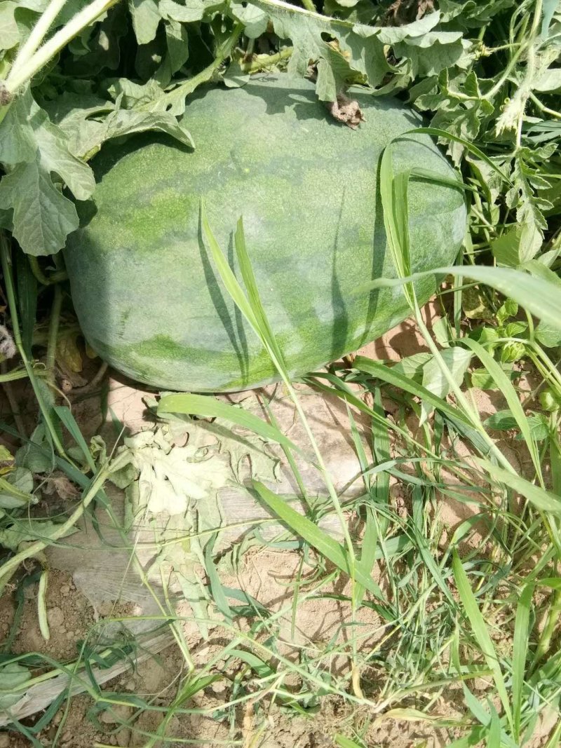 龙卷风西瓜，8斤打底8成半熟1茬大量供应