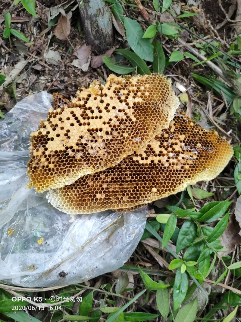 几十块一斤的蜜懂行的都笑而不语，来看我的野蜂蜜