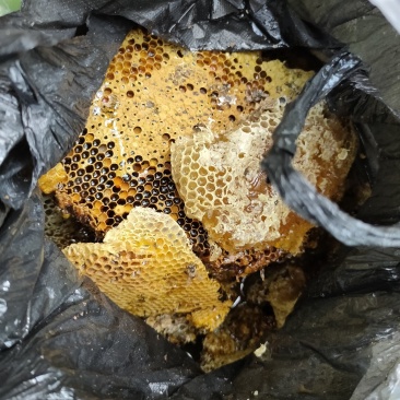 几十块一斤的蜜懂行的都笑而不语，来看我的野蜂蜜