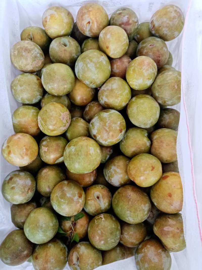 湖北随县正上市品种有，突围，红酒仙，日本大红，美翠红不染