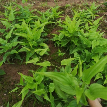 大量供应百部苗现货基地直发，成活率高，技术指导，欢迎联系