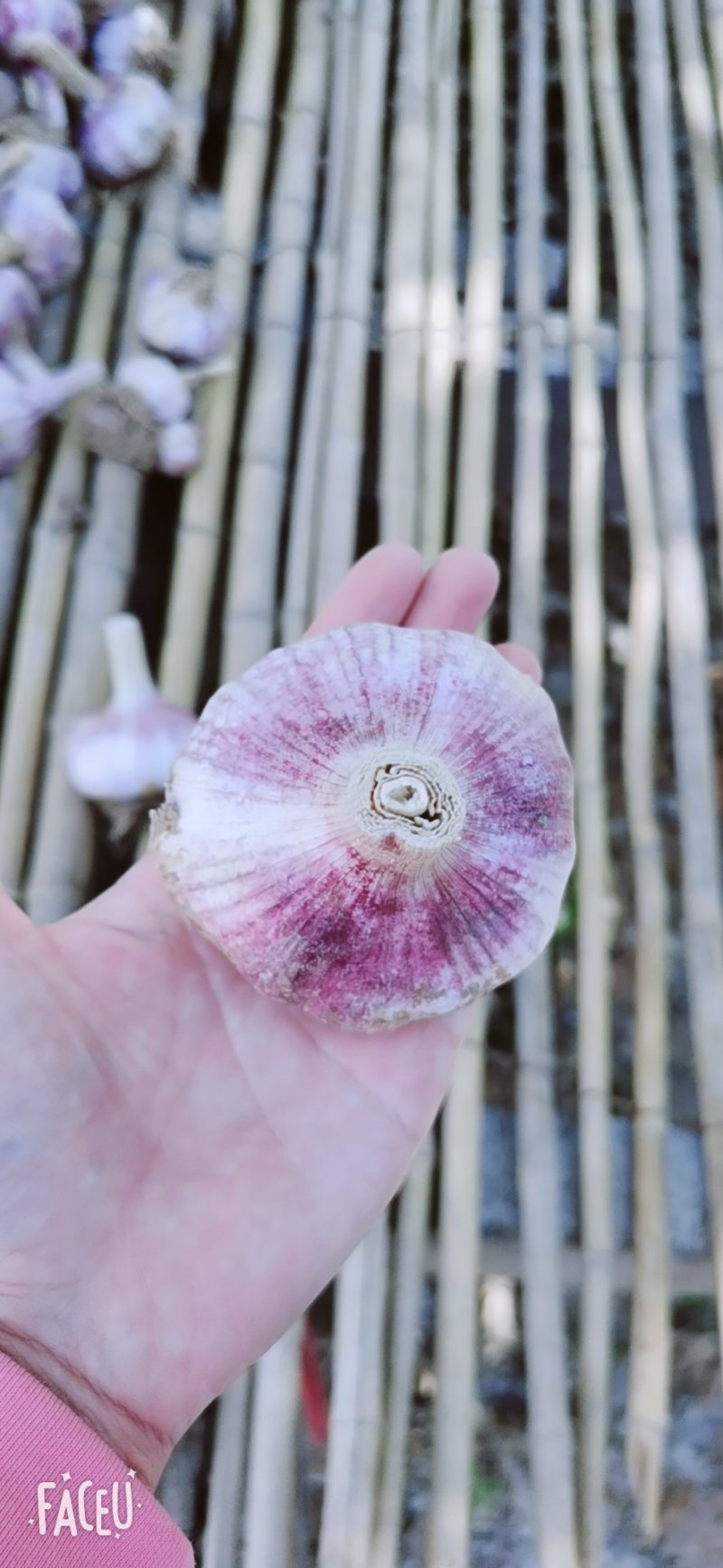 大蒜种子（商品蒜，库存蒜，红根蒜苗种子）