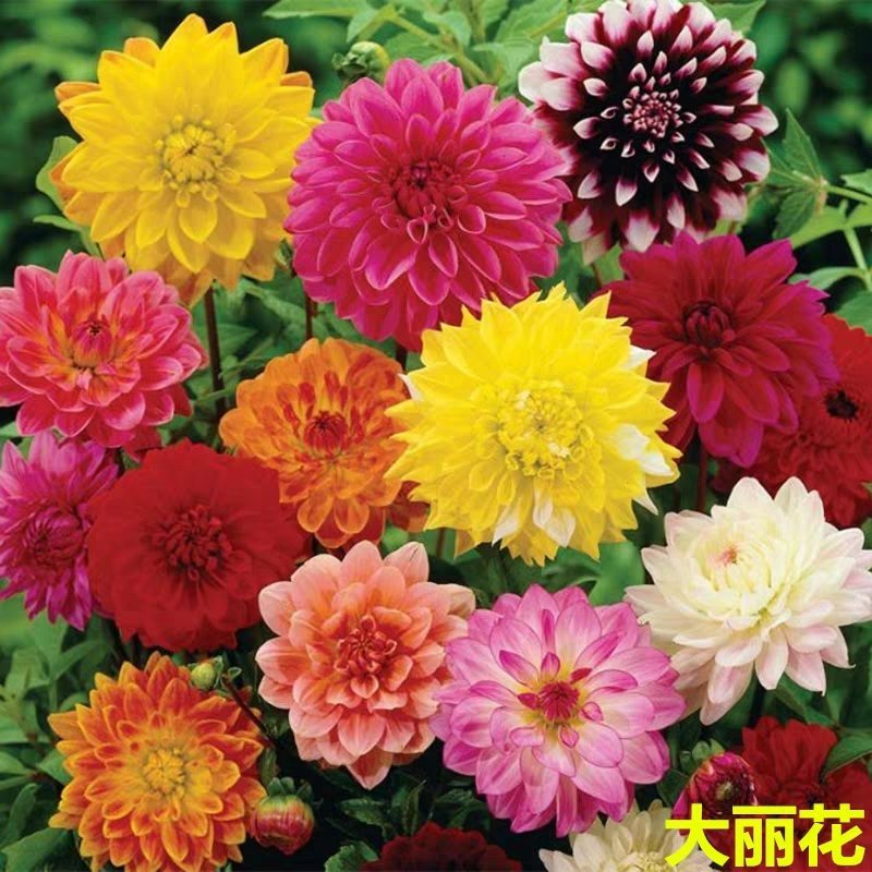 大丽菊花地瓜花大丽花种球庭院种植盆栽植物球根花卉阳台种植