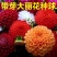 大丽菊花地瓜花大丽花种球庭院种植盆栽植物球根花卉阳台种植