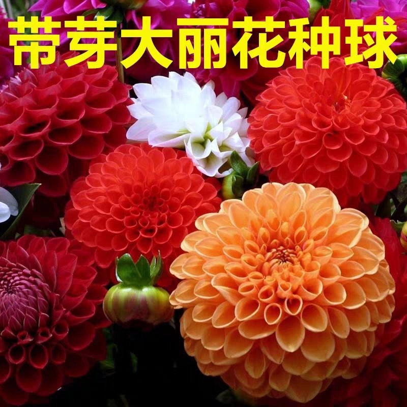 大丽菊花地瓜花大丽花种球庭院种植盆栽植物球根花卉阳台种植