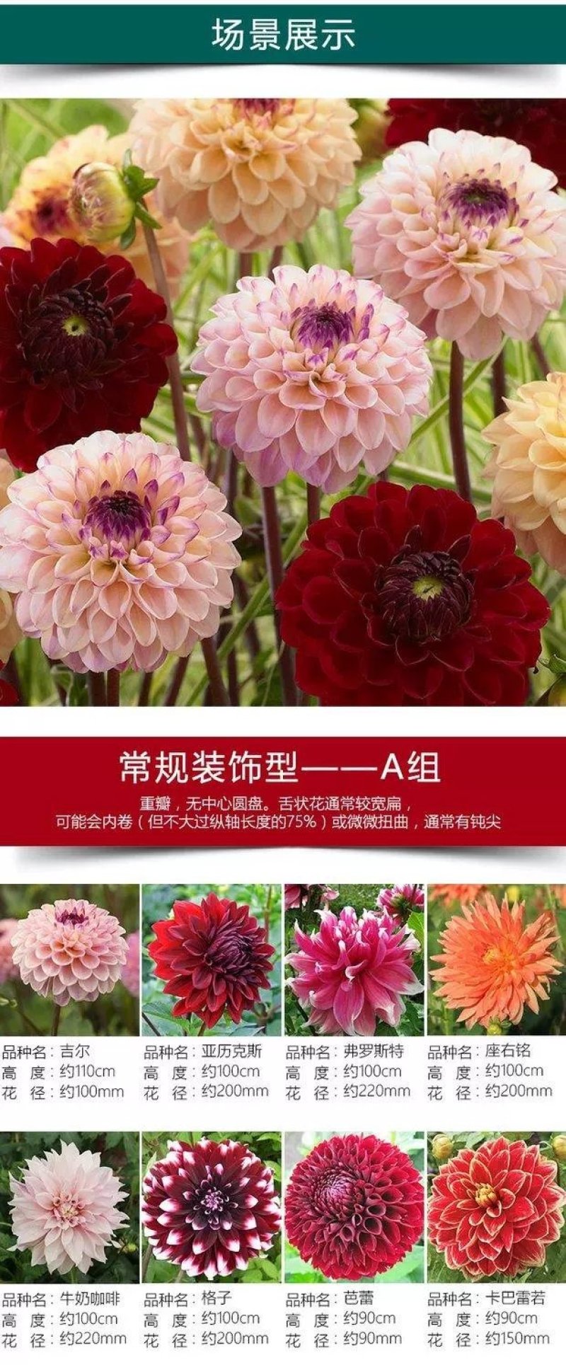 大丽菊花地瓜花大丽花种球庭院种植盆栽植物球根花卉阳台种植