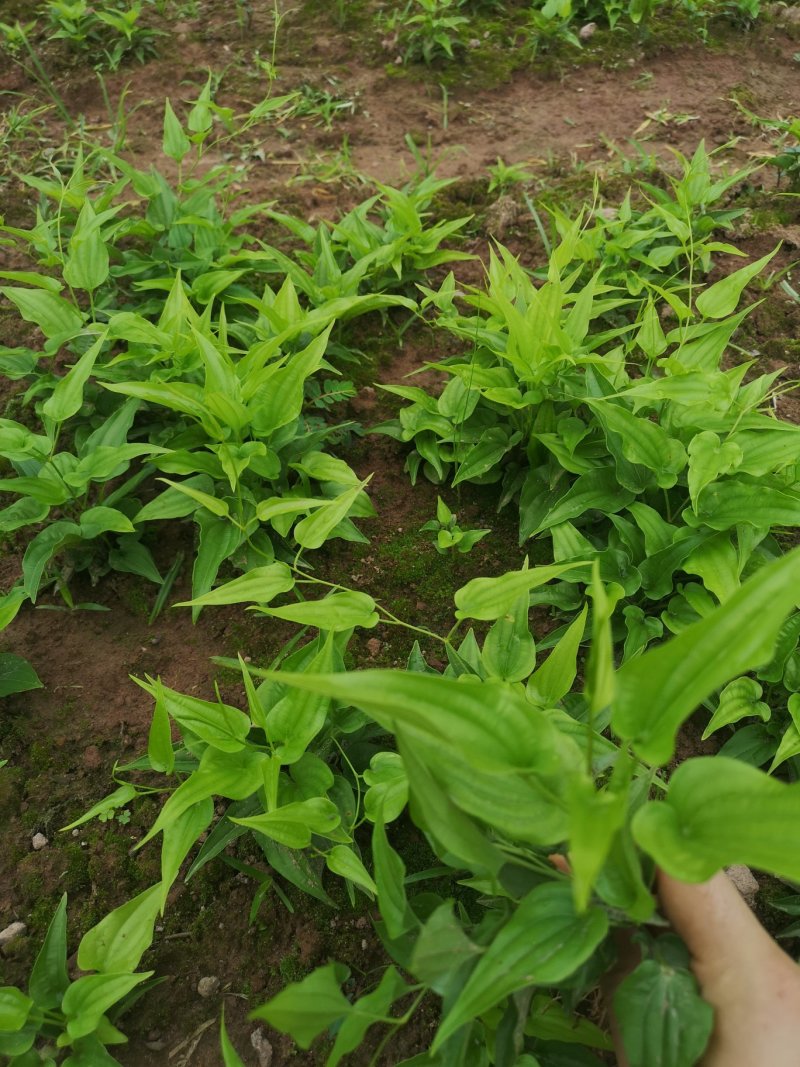 大量供应百部苗现货基地直发，成活率高，技术指导，欢迎联系