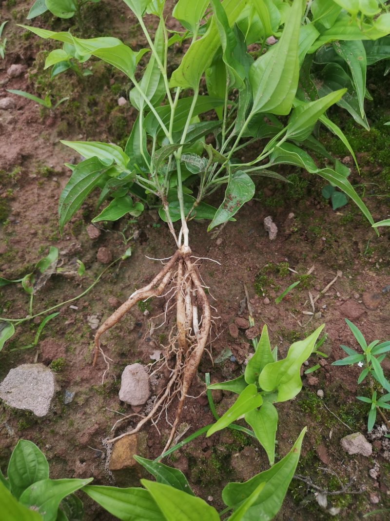 大量供应百部苗现货基地直发，成活率高，技术指导，欢迎联系
