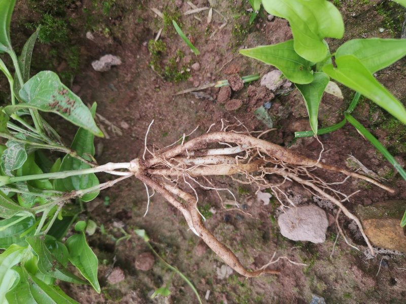 大量供应百部苗现货基地直发，成活率高，技术指导，欢迎联系