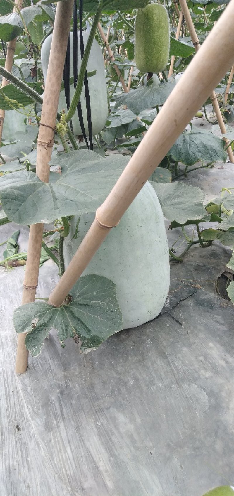 精品白皮吊冬瓜，有需要的请联系