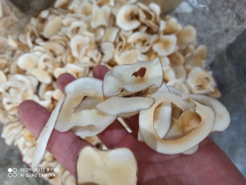 海底椰片精品可打粉专营中药品质保证