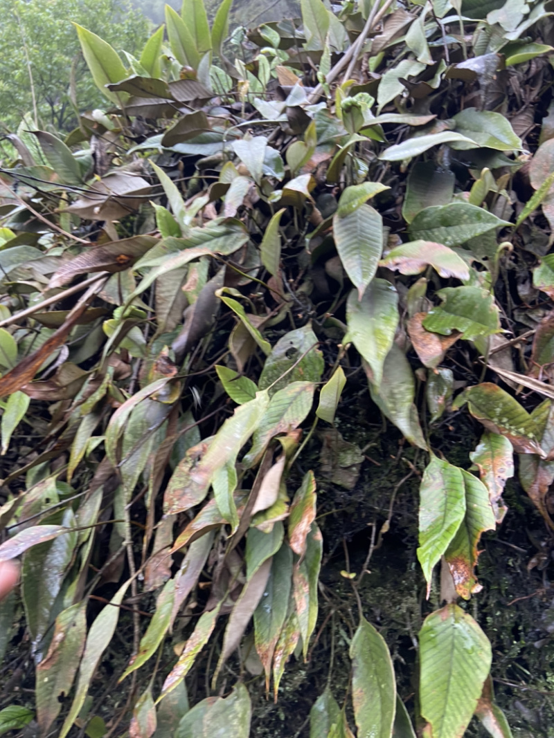 野生石韦干货