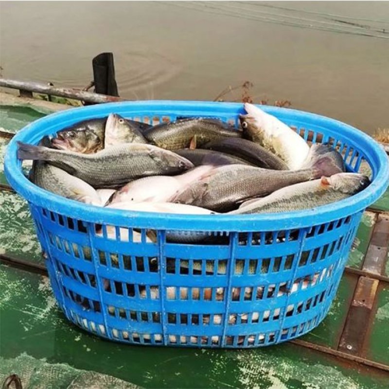 广东优质鲈鱼鲈鱼苗加州鲈鱼苗训料加州鲈鱼苗