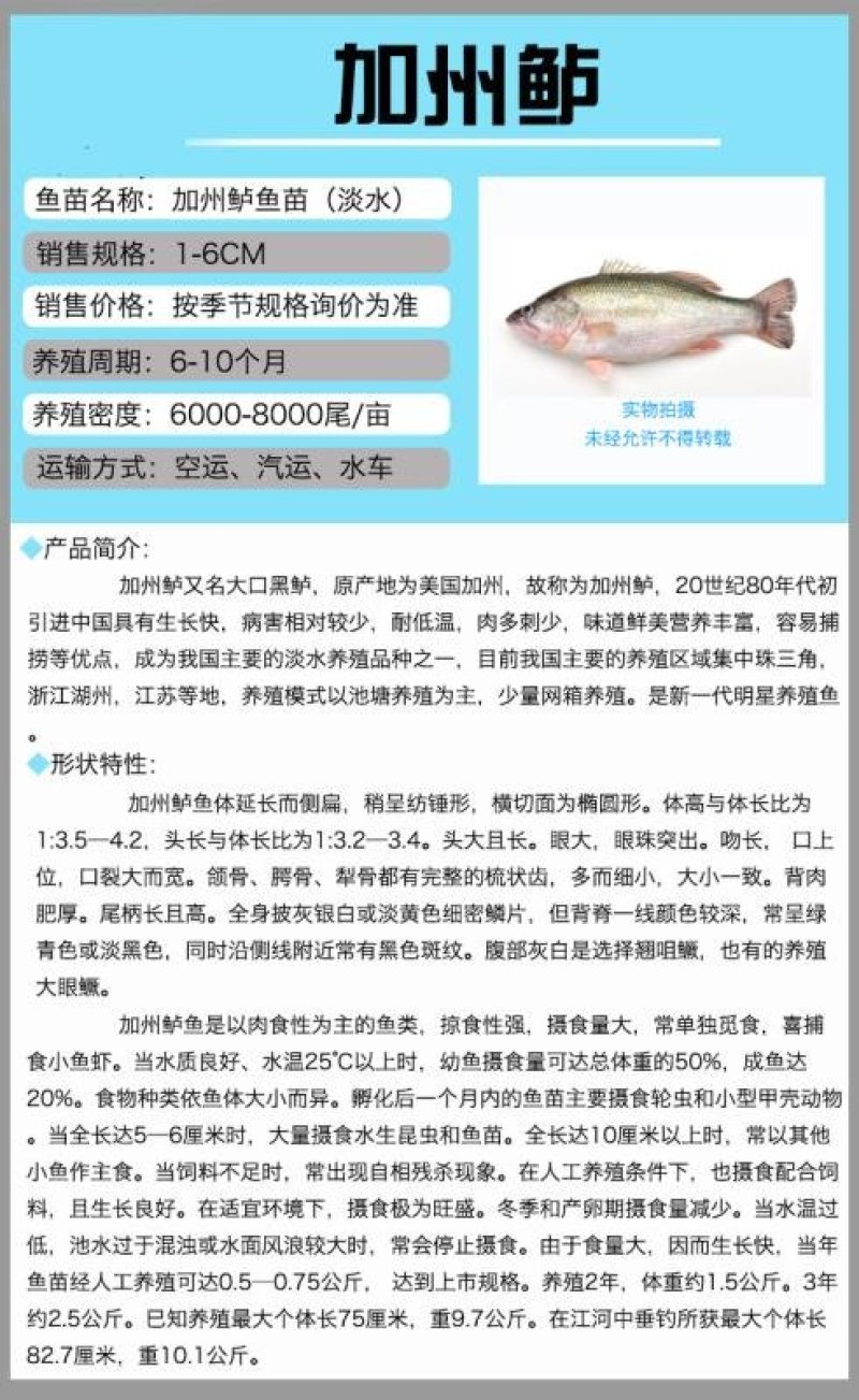 广东优质鲈鱼鲈鱼苗加州鲈鱼苗训料加州鲈鱼苗