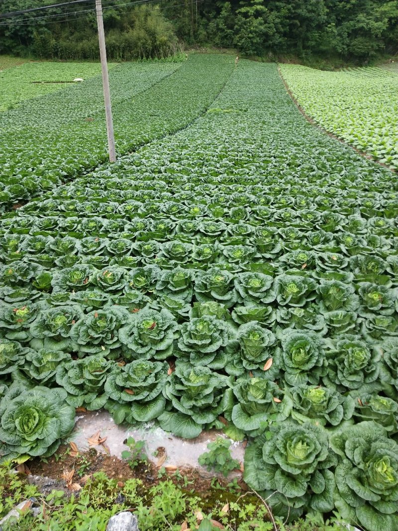 富硒之都高山黄心大白菜
