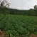 富硒之都高山黄心大白菜
