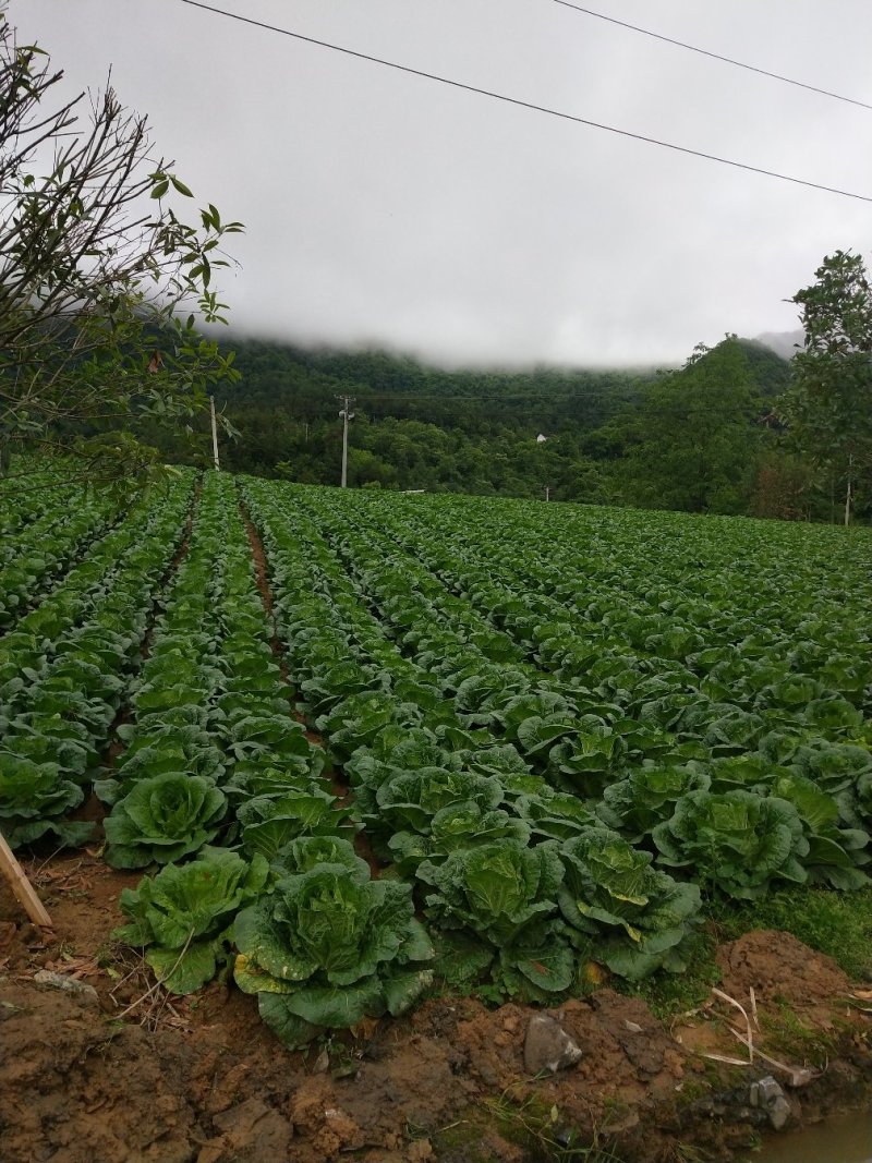 富硒之都高山黄心大白菜