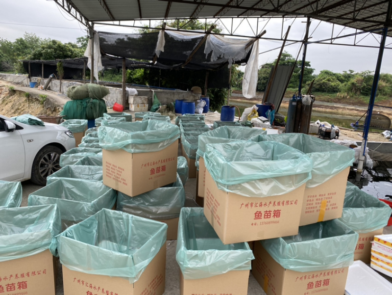 溪石斑鱼苗光唇鱼苗小溪石斑鱼淡水养殖