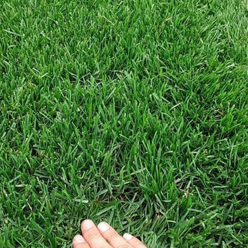厂家直供可散批试种绿化结缕草台湾草裸种子技术指导种植量大
