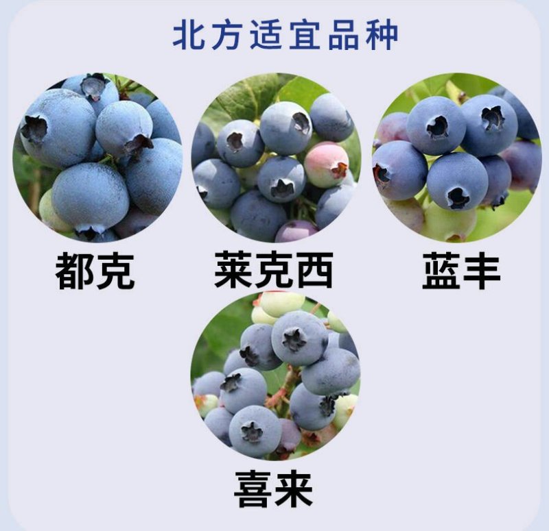 盆栽蓝莓苗，4年以上盆栽苗。