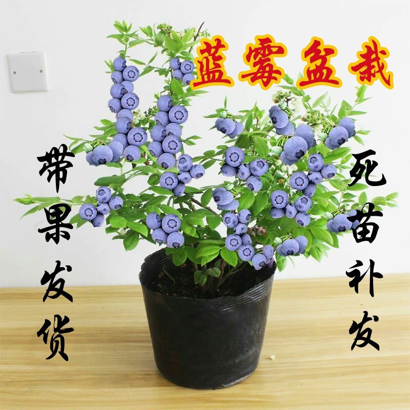 盆栽蓝莓苗，4年以上盆栽苗。