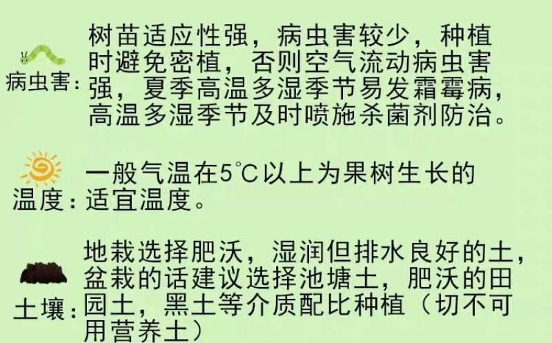 盆栽蓝莓苗，4年以上盆栽苗。
