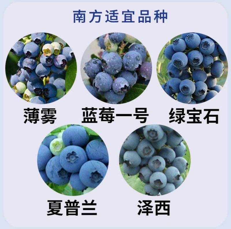 盆栽蓝莓苗，4年以上盆栽苗。