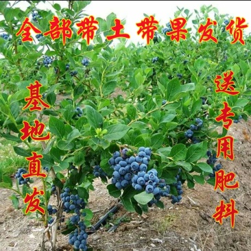 盆栽蓝莓苗，4年以上盆栽苗。