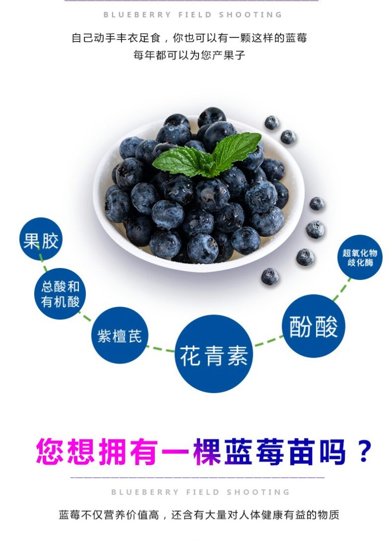 盆栽蓝莓苗，4年以上盆栽苗。