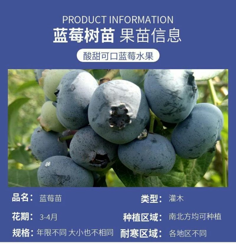 盆栽蓝莓苗，4年以上盆栽苗。