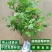 盆栽蓝莓苗，4年以上盆栽苗。
