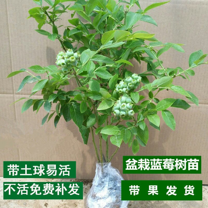 盆栽蓝莓苗，4年以上盆栽苗。