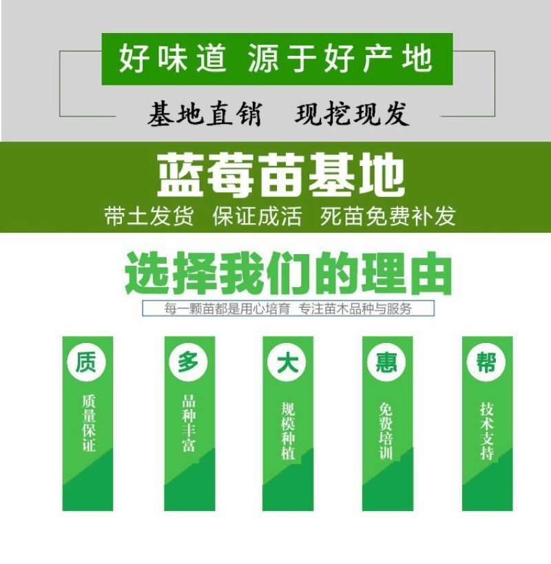 盆栽蓝莓苗，4年以上盆栽苗。
