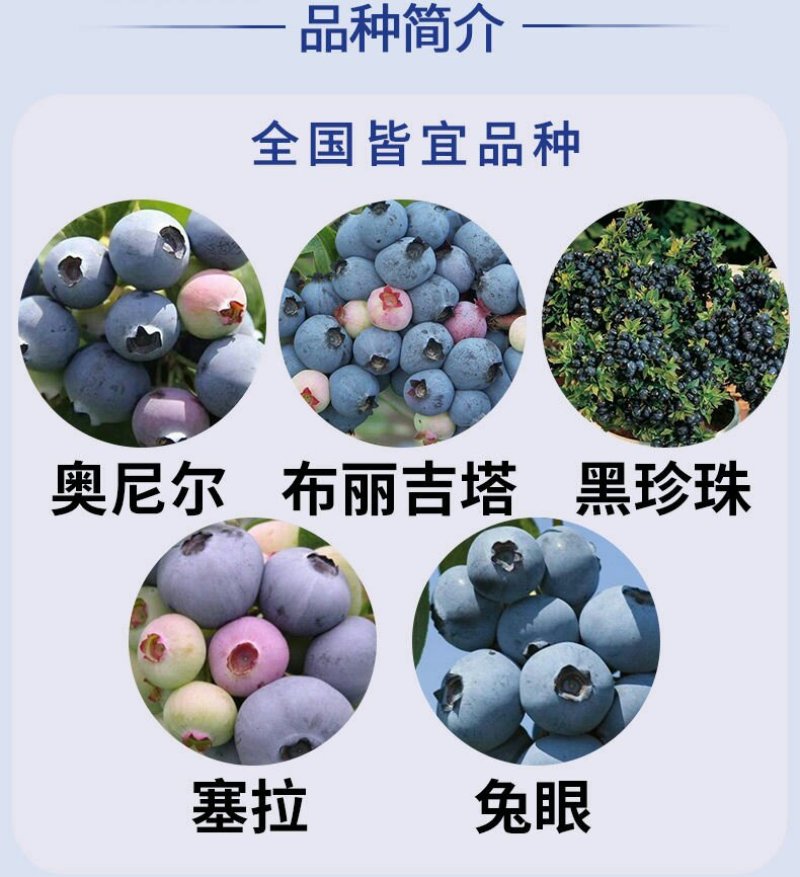 盆栽蓝莓苗，4年以上盆栽苗。