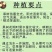 盆栽蓝莓苗，4年以上盆栽苗。