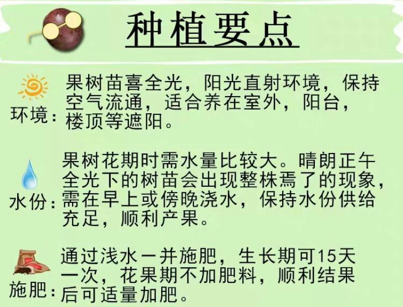 盆栽蓝莓苗，4年以上盆栽苗。