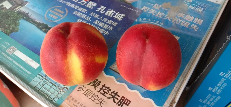 黄金蜜一号