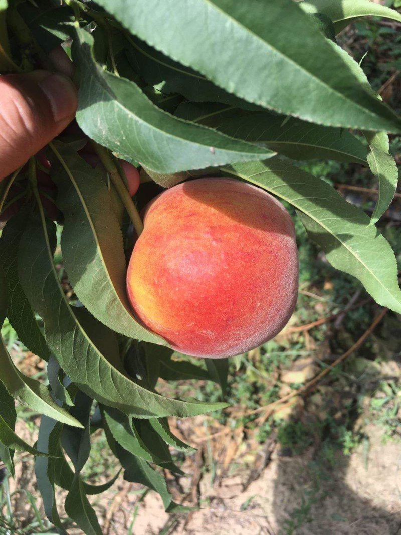 黄金蜜一号
