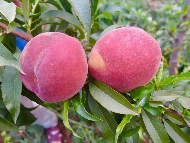 黄金蜜一号