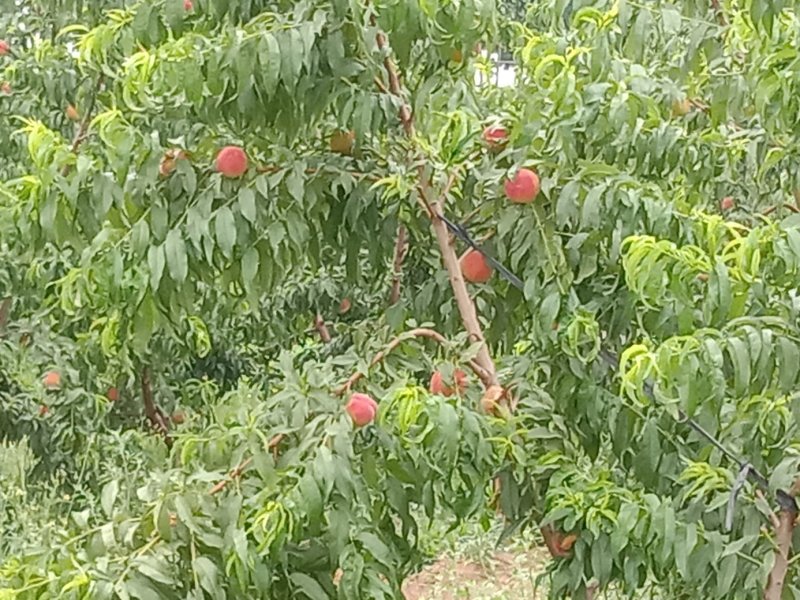 黄金蜜一号