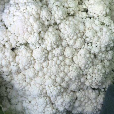 有机花菜菜花青梗散花80天