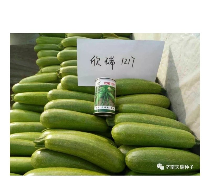 西葫芦种子欣瑞1217西葫芦种子